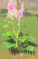 BotW Big Hearty Radish Model.png
