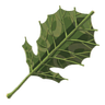 BotW Korok Leaf Icon.png