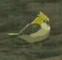 BotW Golden Sparrow Model.png