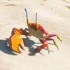 064(064) / 064(064) Ironshell Crab