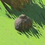 BotW Hyrule Compendium Hearty Truffle