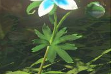 Flower Zelda Wiki