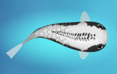 Shusui Koi; two broken tracks down the back with side splotches in pattern color