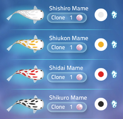 mameko Māmeido | Zen Koi 2 Wiki | Fandom