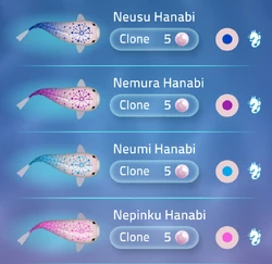 Hanabi | Zen Koi 2 Wiki | Fandom