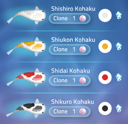 Kohaku | Zen Koi 2 Wiki | Fandom Kohaku | Zen Koi 2 Wiki | Fandom