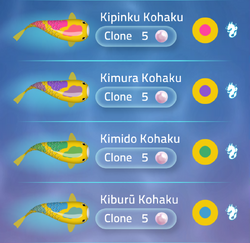 Kohaku | Zen Koi 2 Wiki | Fandom