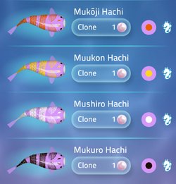 Hachi | Zen Koi 2 Wiki | Fandom