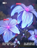 Inter-Knot Post Anyone know what this flower in Failume Heights is?