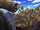 Guiche - Spirits of Earth.png