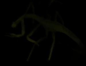 SCP-372 в SCP - Containment Breach.