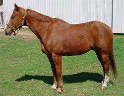 American-quarter-horse