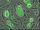 Green es cells.jpg