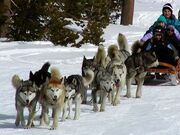 Dog sled 380