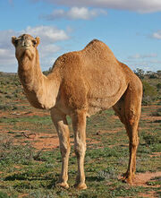 240px-07. Camel Profile, near Silverton, NSW, 07.07