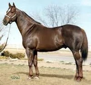 American quarter horse