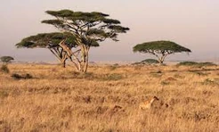 A view of a savana