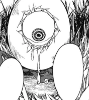 Spider Egg Sagako