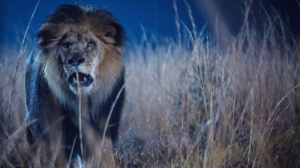 Lions | Zoo (TV Series) Wikia | Fandom Lions | Zoo (TV Series) Wikia | Fandom