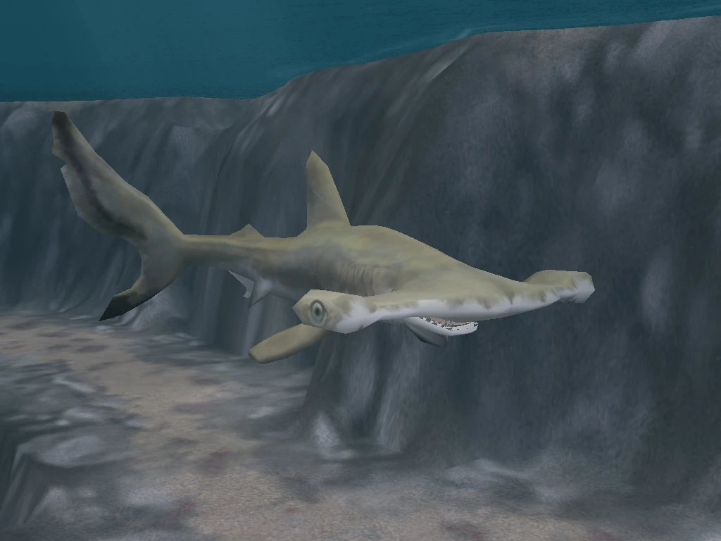 Scalloped Hammerhead Zoo Tycoon 2 Wikia Fandom