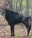 Giant Sable Antelope[16]