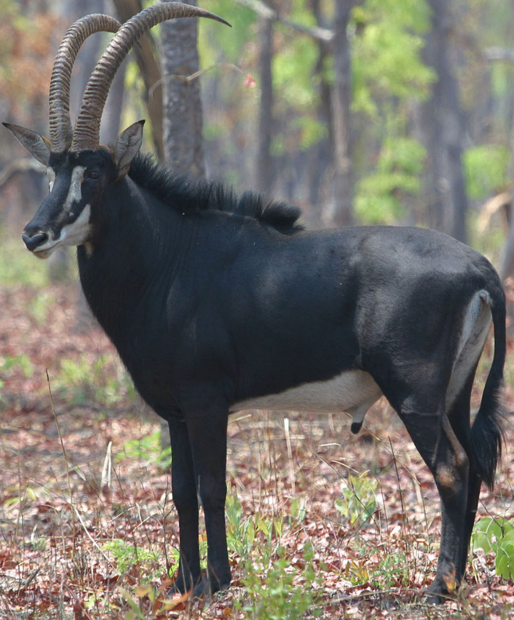 Zoo Tycoon 3: Sable Antelope 