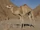 Dromedary