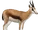 Springbok
