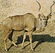 Greater Kudu