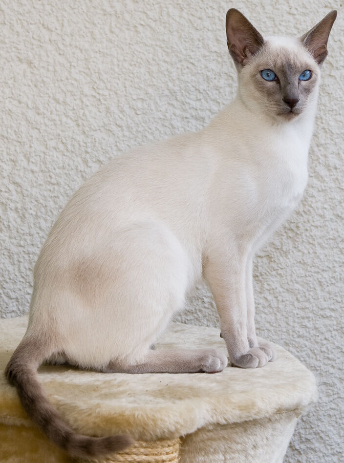 Beppski the Siamese Cat — Ping & Pong