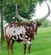 Ankole-Watusi Cow