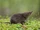 Arctic Shrew
