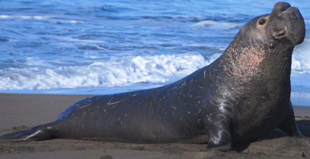 Northern Elephant Seal | Zoo tycoon movie Wikia | Fandom