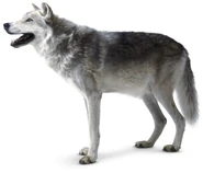 Vinnie the Gray Wolf (Milo Manheim)