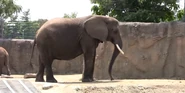 Tombi (Amy Pohler)