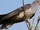 Common Cuckoo