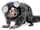Common Marmoset