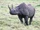 Black Rhinoceros