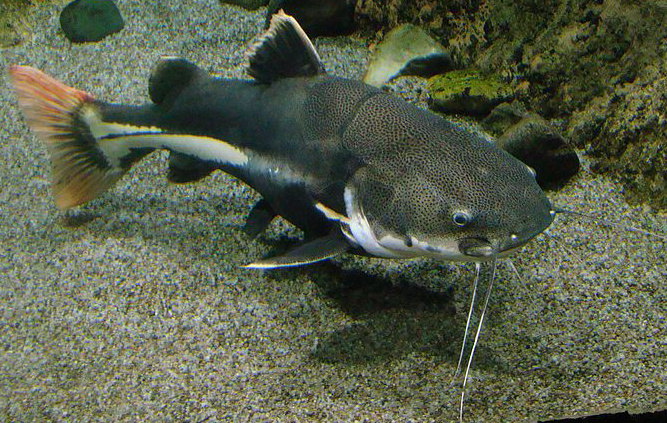 Redtail Catfish | Zoo tycoon movie Wikia | Fandom
