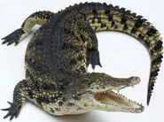 Nile Crocodile