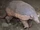 Giant Armadillo