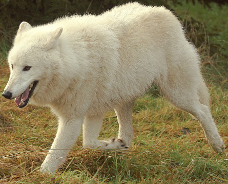 Zoo Tycoon 1: Angry Arctic Wolves