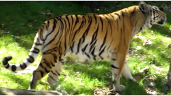 Bengal Tiger, Zoo tycoon movie Wikia