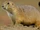 Black-tailed Prairie Dog
