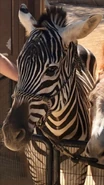 Zari the Grant's Zebra (Mae Whitman)