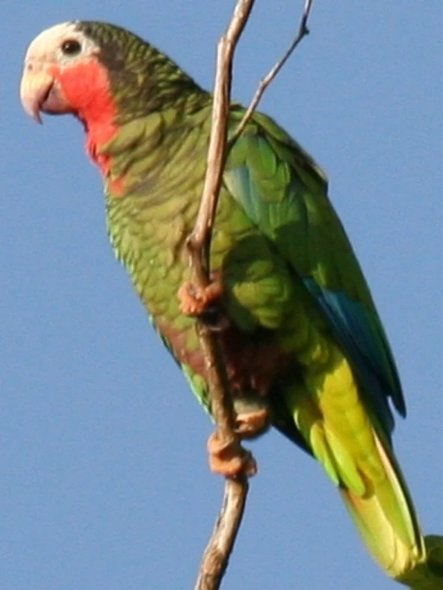 Cuban Amazon | Zoo tycoon movie Wikia | Fandom