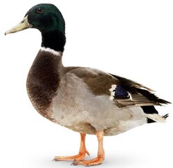 Mallard | Zoo tycoon movie Wikia | Fandom