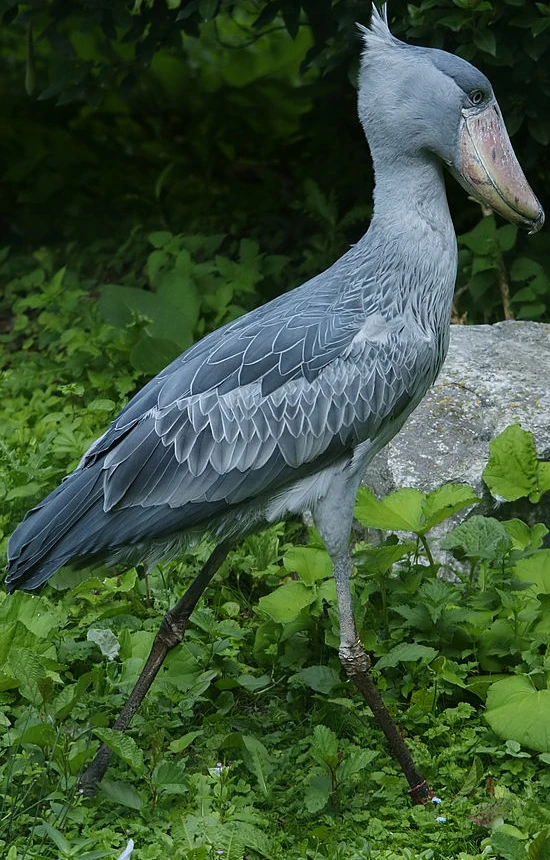Shoebill | Zoo tycoon movie Wikia | Fandom