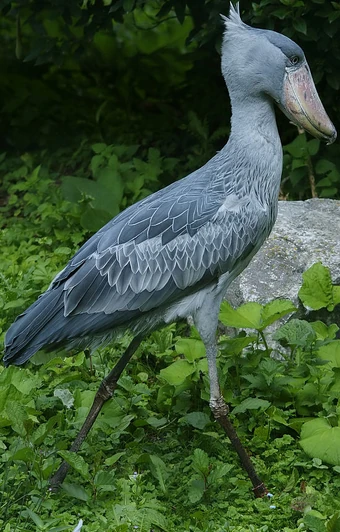 Shoebill | Zoo tycoon movie Wikia | Fandom