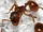 European Fire Ant